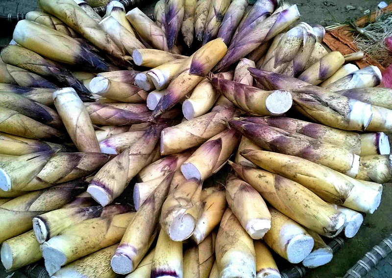 Tìm hiểu về Măng Le - Kho báu ẩn giấu từ rừng xanh Daklak