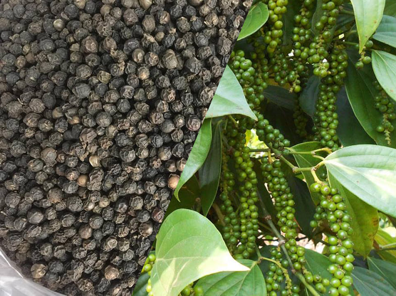 Đặc sản tiêu đen Daklak - Tìm hiểu chất lượng và giá bán