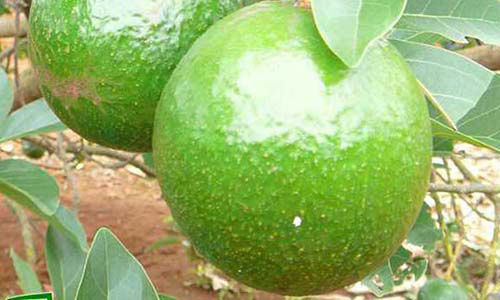 Bơ Booth Đắk Lắk