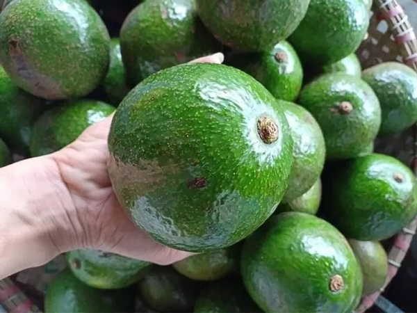 Bơ Booth Đắk Lắk