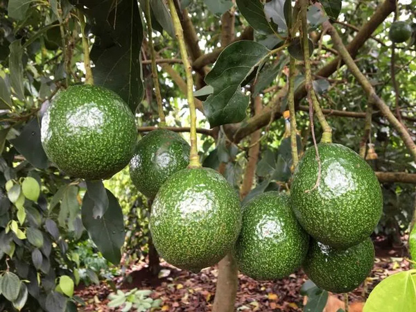 Bơ Booth Đắk Lắk