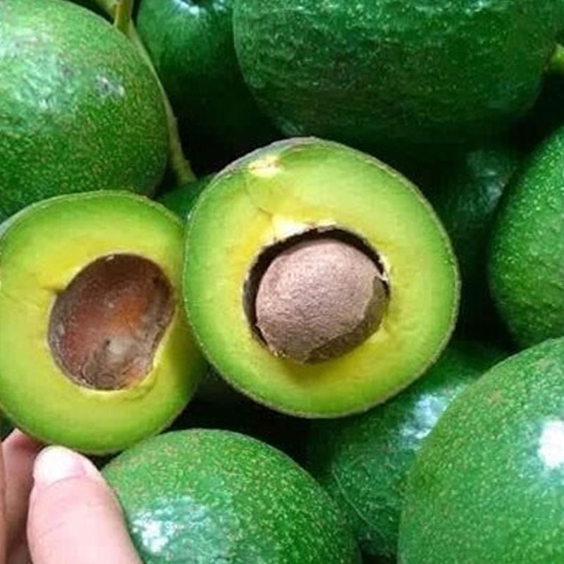 Bơ Sáp Đắk Lắk