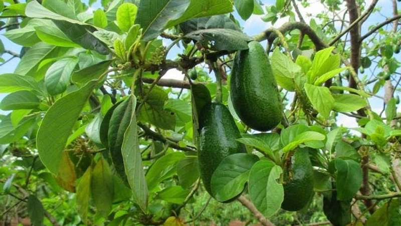 Bơ Sáp Đắk Lắk