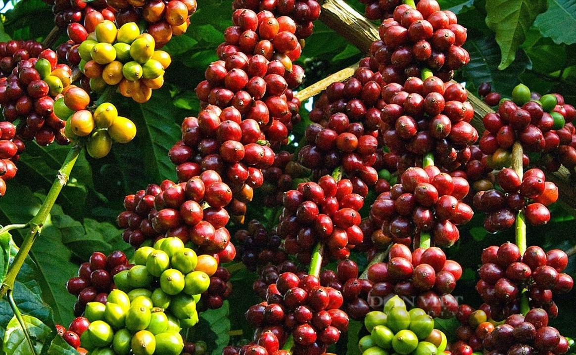Khám phá các loại cà phê Đắk Lắk hấp dẫn: Bạn đã biết chưa?