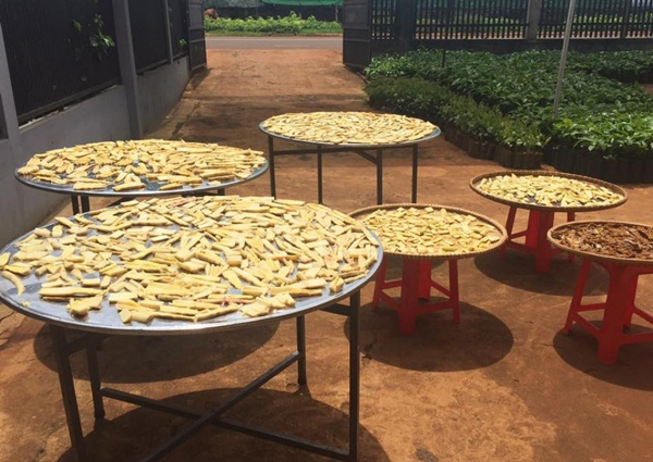 Măng le Đắk Lắk