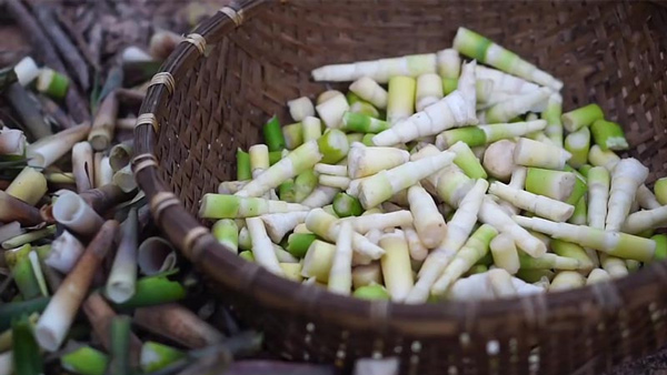 Măng le Đắk Lắk