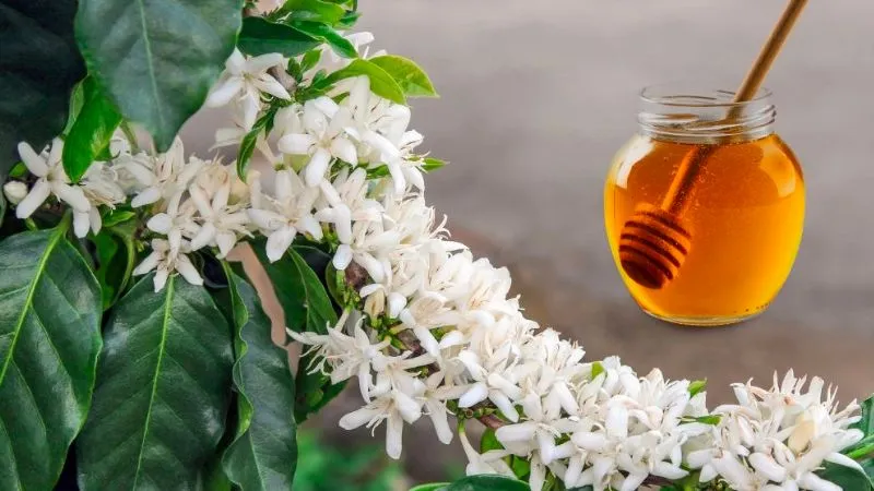 2 Lít Mật Ong Hoa Cà Phê Đăk LăK - Mật Nguyên Chất 100% - Mật Ong Thương hiệu Ban Mê - Loại Đặc biệt | Lazada.vn