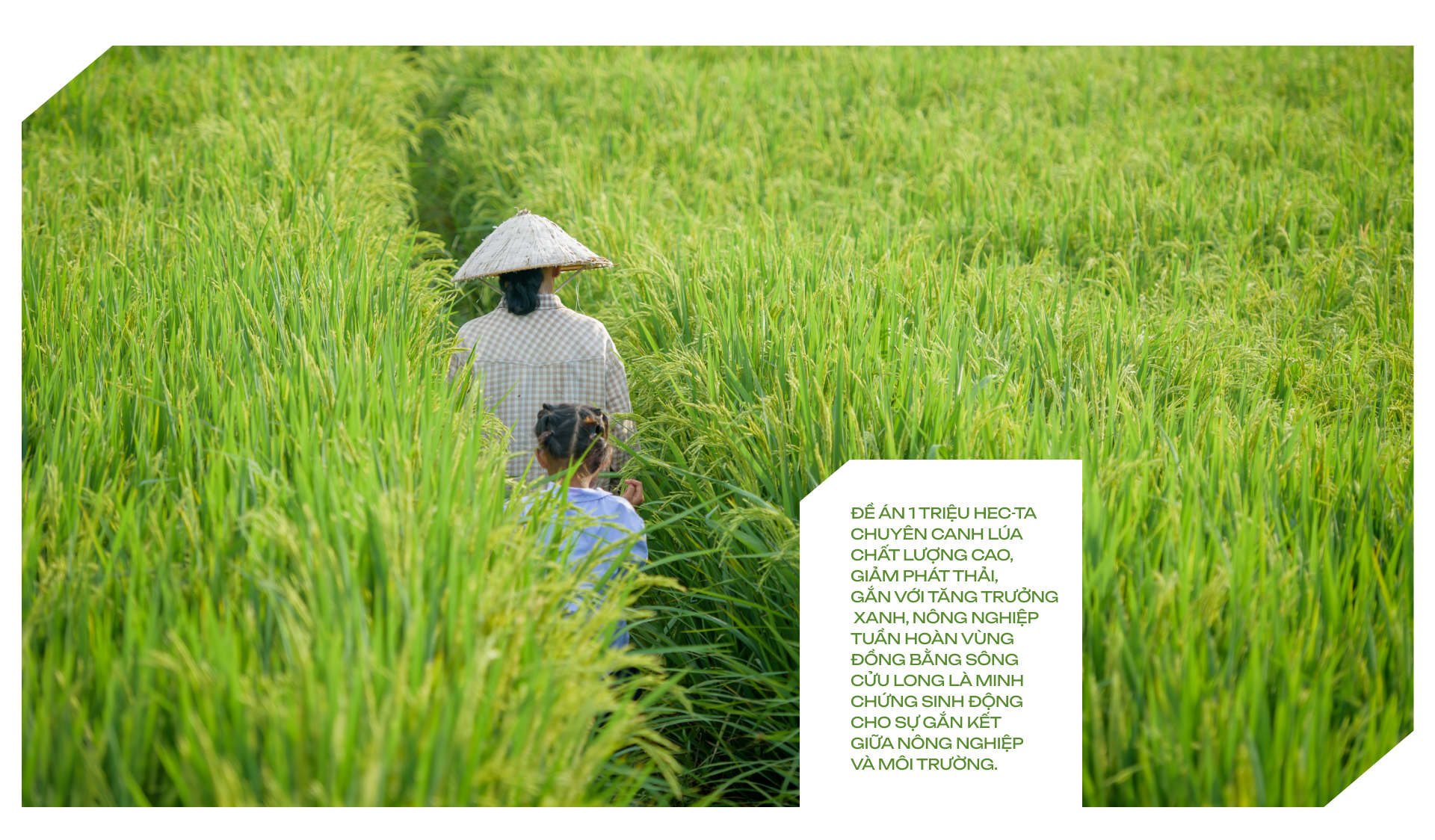 Đề án 1 triệu hec-ta chuyên canh lúa chất lượng cao, giảm phát thải, gắn với tăng trưởng xanh, nông nghiệp tuần hoàn vùng Đồng bằng sông Cửu Long là minh chứng sinh động cho sự gắn kết giữa Nông nghiệp và Môi trường. Ngành hàng lúa gạo dù tăng trưởng và phát triển thần kỳ, nhưng đã phát sinh nhiều hệ lụy: suy thoái môi trường đất, nước, không khí. Khi kết hợp mục tiêu sản xuất lúa với mục tiêu gìn giữ môi trường, ngành hàng lúa gạo, từ thâm dụng tài nguyên, đã chuyển sang cải thiện và tái tạo tài nguyên, bảo đảm chất lượng môi trường.