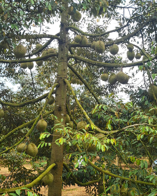 Sầu riêng Đắk Lắk