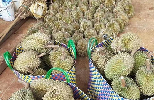 Sầu riêng Đắk Lắk