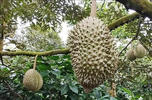 Sầu riêng Đắk Lắk