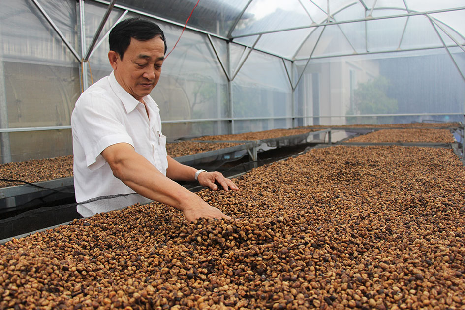 Đắk Lắk: Thúc đẩy các giải pháp nâng cao chất lượng cà phê chế biến